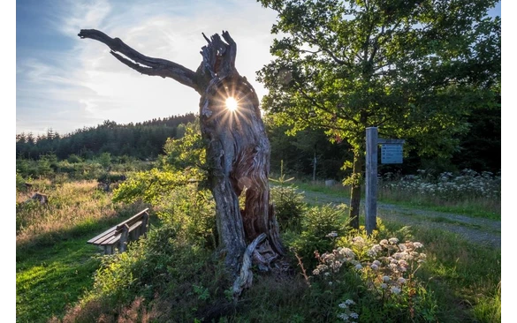 Bizarrer Baum im Gegenlicht mit Wanderschild.jpg