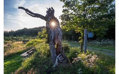 Bizarrer Baum im Gegenlicht mit Wanderschild.jpg