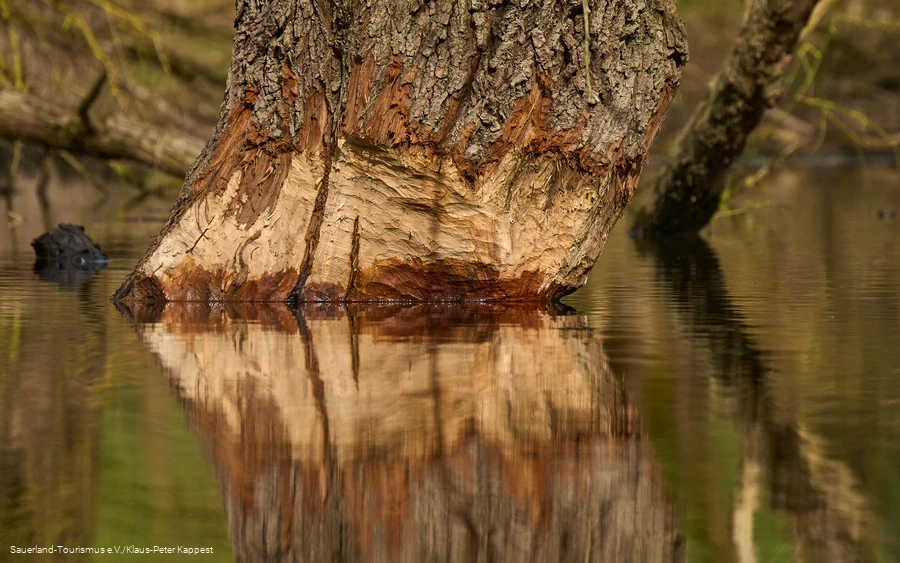 Abgenagter Baum im Wasser Abgenagter Baum spiegelt sich im Wasser