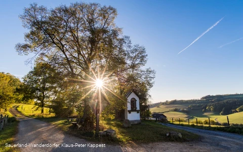 Die Lausebuche vor blauem Himmel in der Abenddämmerung