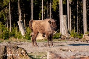 Wisent Quara