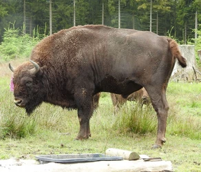 Wisent Zac