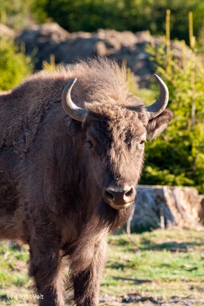 Wisent Quaja