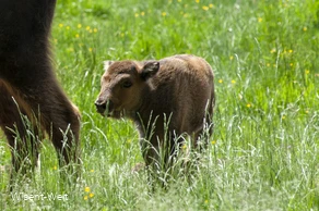 Wisent Quaida