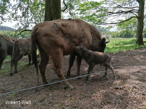 Wisent Quandra