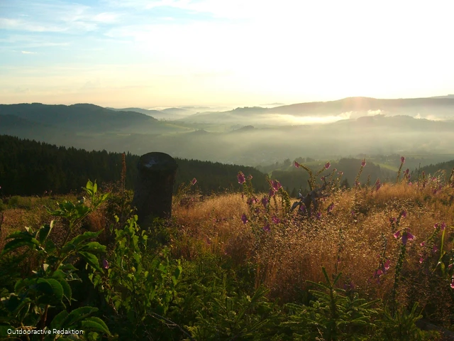 Ausblick auf den wiederaufgeforsteten Wald.