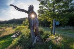 Bizarrer Baum im Gegenlicht mit Wanderschild.jpg