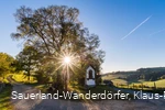 Die Lausebuche vor blauem Himmel in der Abenddämmerung